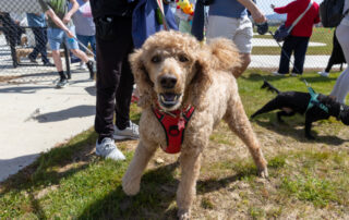 2025-09-27 Sth Jerra dog park opening