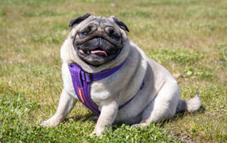 2025-09-27 Sth Jerra dog park opening