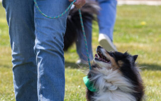 2025-09-27 Sth Jerra dog park opening