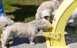 2025-09-27 Sth Jerra dog park opening